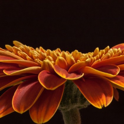 Gerbera Daisy