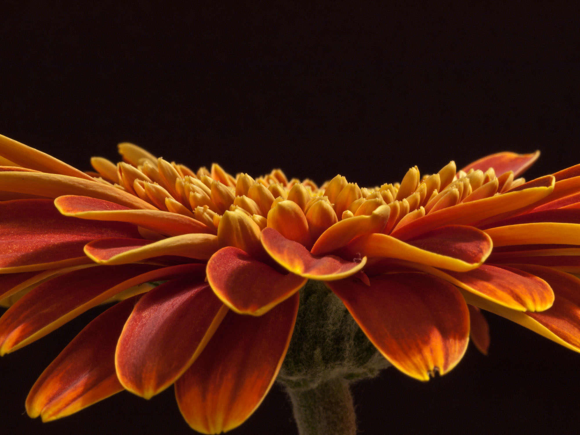 Gerbera Daisy