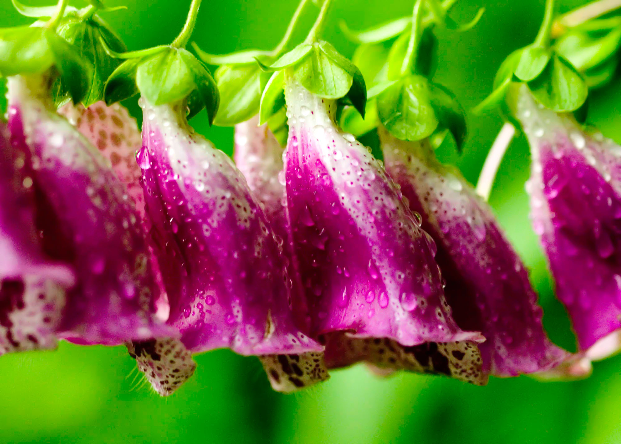 Purple Foxglove