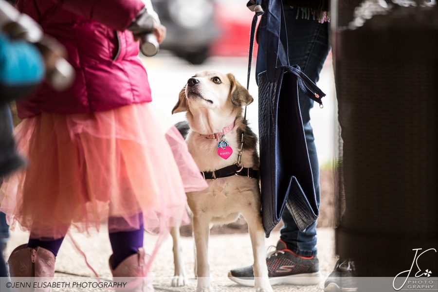 Dogs at Tackett's Mill Spring Fling Woodbridge VA Event - Photography